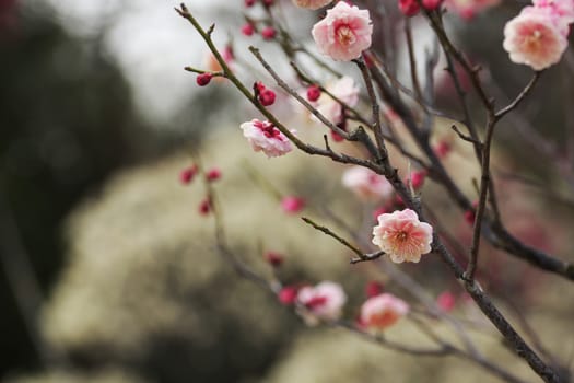 Beautiful plum flowers bloom in spring of Japan