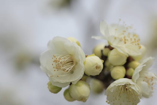 Beautiful plum flowers bloom in spring of Japan