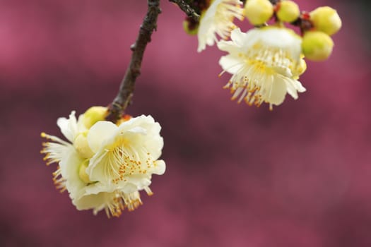 Beautiful plum flowers bloom in spring of Japan