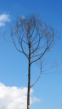 The Dead Tree on Blue Sky.