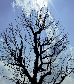 The Silhouette Dead Tree under Blue Sky.