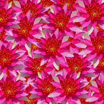 Beautiful red waterlily flower, abstract texture background