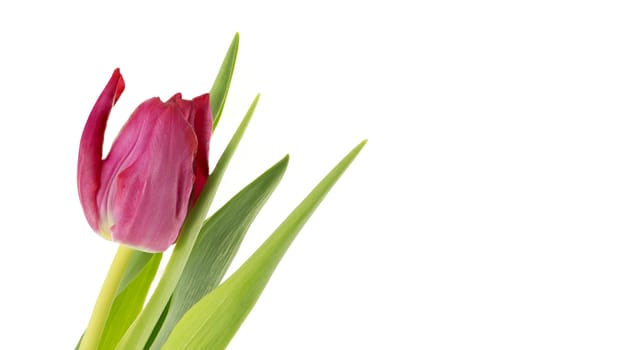 pink tulip isolated on white