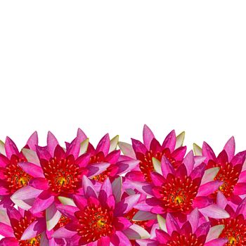 Beautiful red waterlily flower, abstract texture background