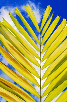 The Petal palm Leaf and Cloudy Blue Sky Background.