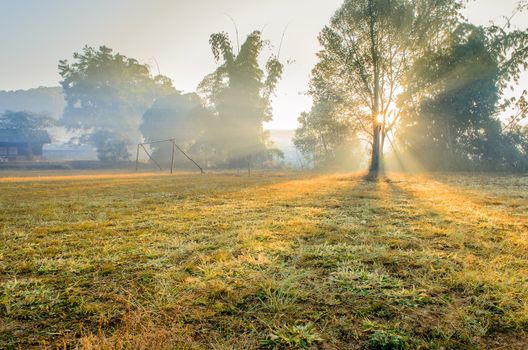 The Silhouette Tree on Football Field and Sunbeam in the Morning.