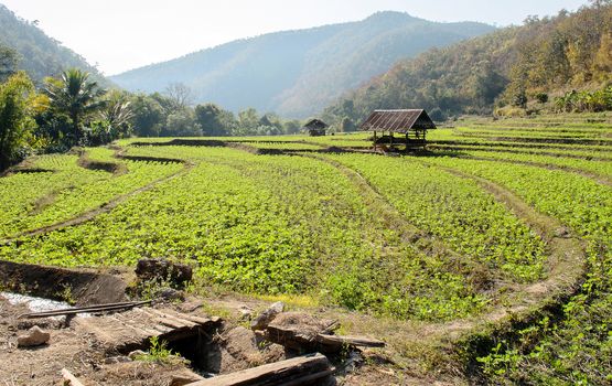 The Cottage and Step Plant Field Landscape.