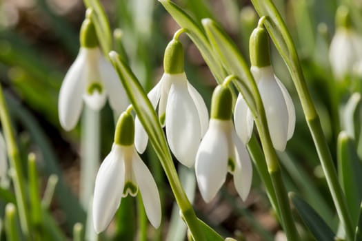 first flower Galanthus Snowdrop bloom in spring garden 