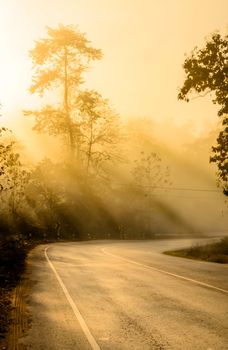 The Silhouette Tree and Road with Sunbeam in the Morning.