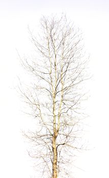 The Naked Tree on Isolated White Background.
