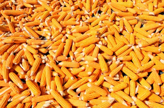 The Pile of Corn.
