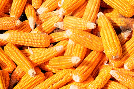 The Pile of Corn.