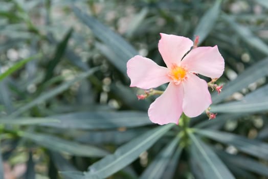 Oleander flowers. Nerium shrub with pastel pink flowers.