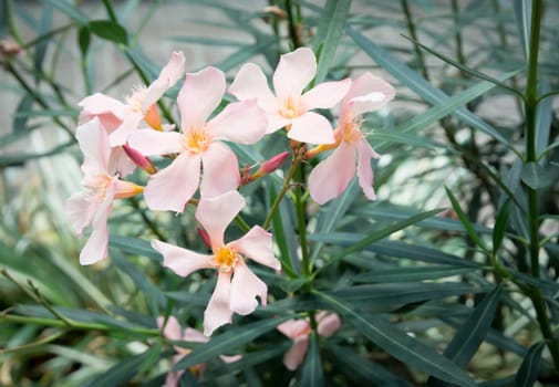 Oleander flowers. Nerium shrub with pastel pink flowers.