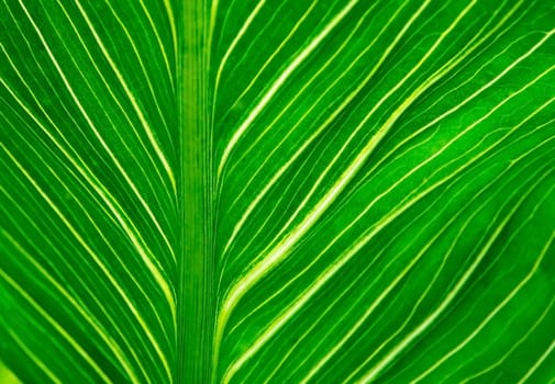 Leaf closeup texture background. Green leaf with veins for background texture.