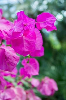 Pink bougainvillea closeup, vertical image with green foliage and bokeh.