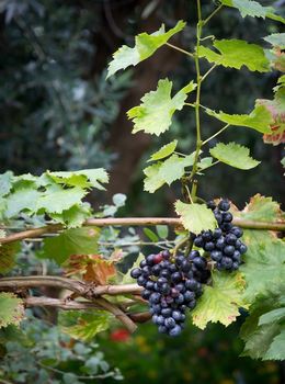 Grapes on vine stock in Mediterranean vineyard in September.