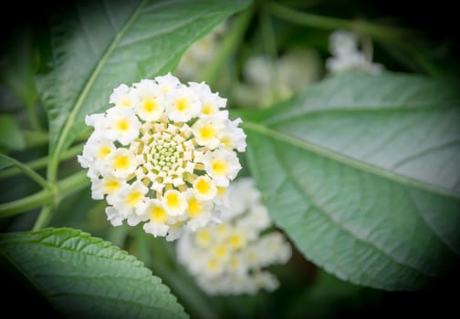 Wild type Spanish Flag verbena, Lantana Camara, with foliage.