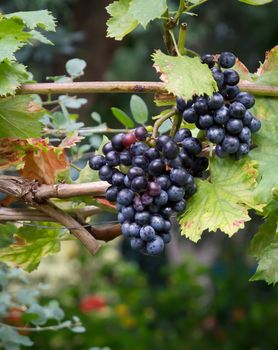 Grapes on vine stock in Mediterranean vineyard in September.