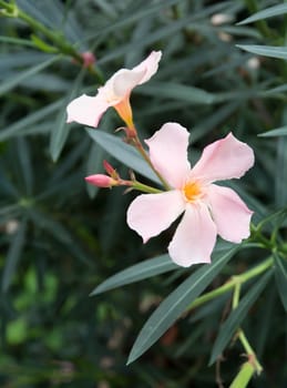 Oleander flowers. Nerium shrub with pastel pink flowers.