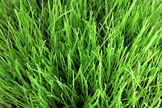 green grass can used as a background 