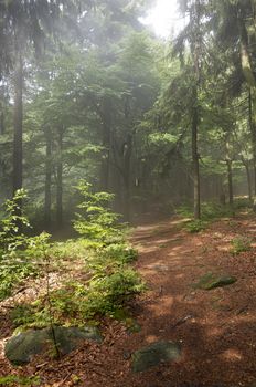 Image of the morning in the wood - silence of the forest - the mood of a landscape