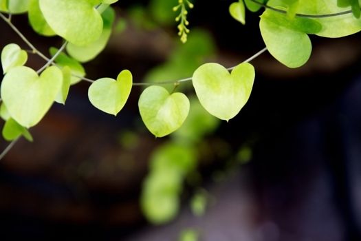 Heart shaped leaves closeup. Vine of heart shaped leaves.