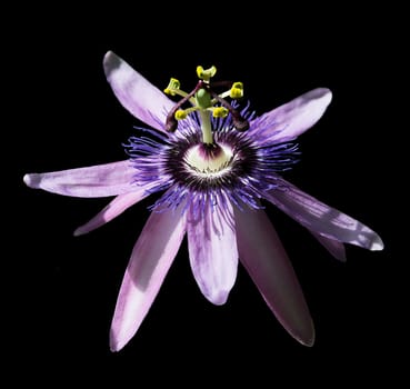 Passionvine flower closeup Passiflora Incarnata.