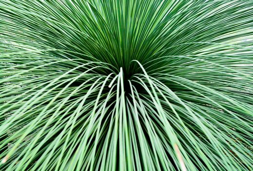 Toothless Sotol, Beargrass, dasylirion quadrangulatum, closeup abstract.