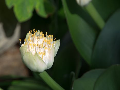 Haemanthus albiflos, Paint Brush, Poeierkwas, flower.