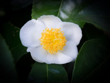 White camellia closeup fading to black.