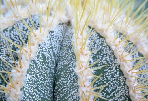 Closeup Astrophytum ornatum cactus
