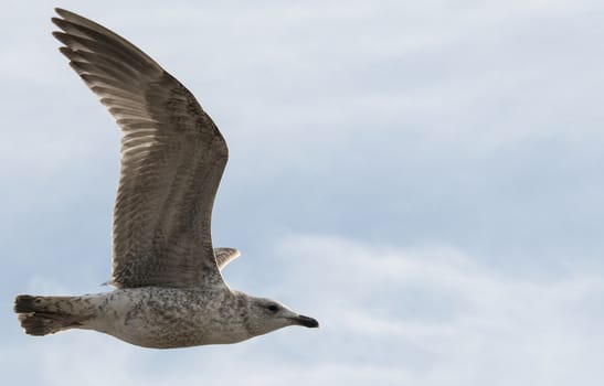 young gull bird flying in the blue cloudy sky