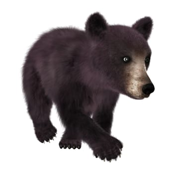 3D digital render of a cute little American black bear or Ursus americanus isolated on white background