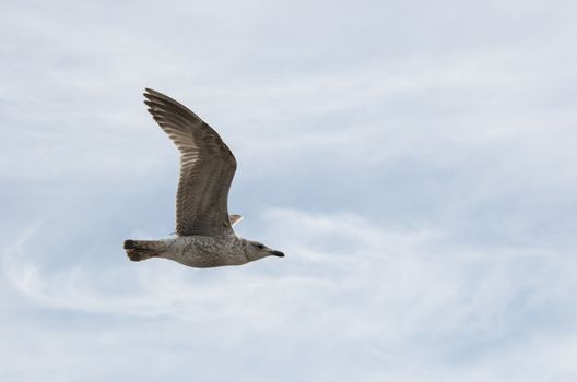 young gull bird flying in the blue cloudy sky