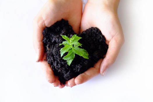 Hands growing and taking care for a young plant