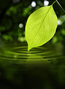 Green Leaf touching blue water creating ripples