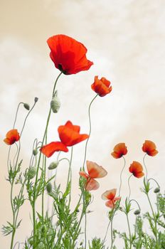 Red Poppy flower field with vintage colors