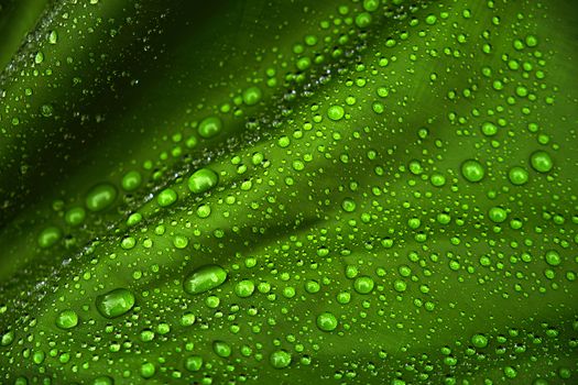 Water droplets on a green canvas background