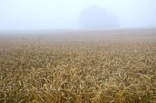 summer end wheat field landscape and early morning fog mist