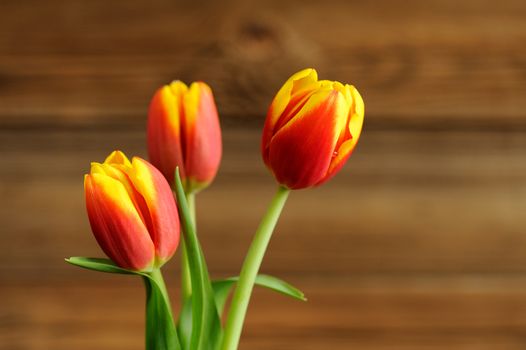 Red and yellow tulips on wooden background closeup