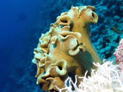 coral reef with soft coral at the bottom of tropical sea on blue water background