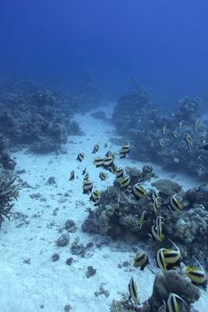 coral reef with shoal of butterfyfishes at the bottom of tropical sea on great depth