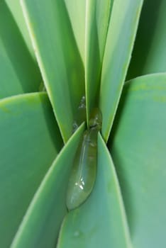 Leaves abstract. Ammocharis coranica, shire bulbs, ground lily.