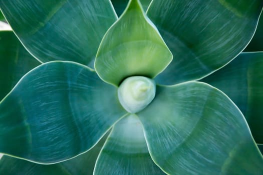 Organic abstract Agave attenuata, lion's tail, swan's neck, foxtail