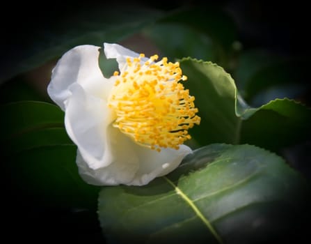 White camellia closeup fading to black.