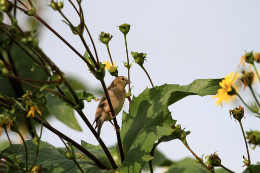 American Goldfinch female feeding on sunflowers