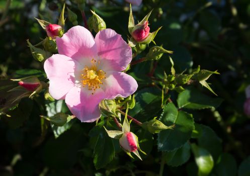 Wild rose. Pink Rosa rugosa or Dog rose closeup  in September garden.