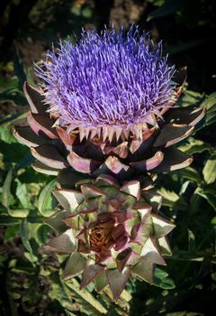 Artichoke flower, cynara cardunculus, purple blossom in September.