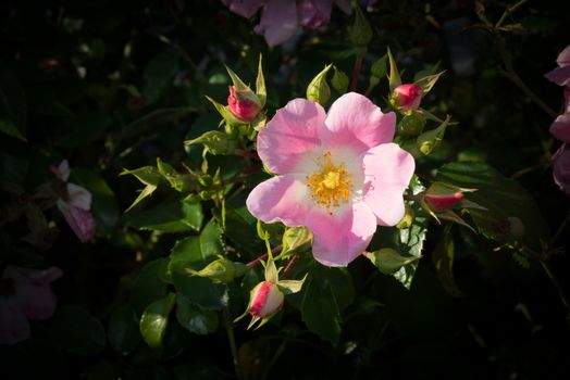 Wild rose. Pink Rosa rugosa or Dog rose closeup  in September garden.